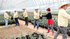 국화축제장서 일손 돕기 하는 서산시의원들