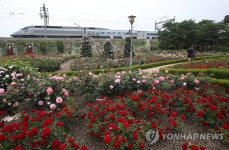 곡성기차마을의 장미공원