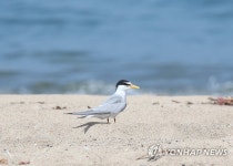 새끼 다리 줄로 묶고 사진 촬영…포항 쇠제비갈매기의 눈물