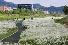 서산 용장천에 샤스타데이지 활짝