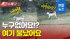 [영상] 멍멍멍 안절부절못하는 진돗개…옆집에선 불꽃과 연기가