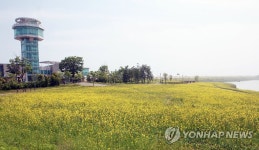 당진 석문산업단지에 유채꽃 활짝