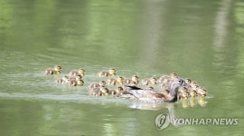초여름 정취 즐기는 원앙 가족