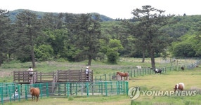 제주마방목지 찾은 관광객들