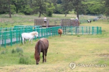 제주마방목지 찾은 관광객들