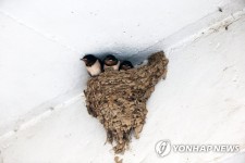 포항 제비 마을을 아시나요?…기북면 소재지 곳곳 제비 둥지