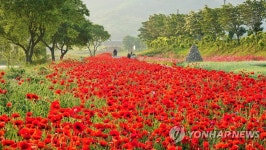 황룡강변의 싱그러운 여름
