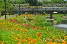 여름빛의 황룡강변