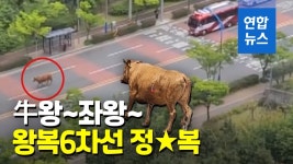[영상] 600kg 암소, 왕복6차선 도로 점령…하교 시간 연기 소동