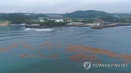 괭생이모자반의 제주 해안 침공