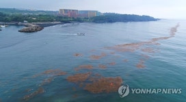 괭생이모자반의 제주 해안 침공