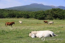 화창한 날씨 속 제주마방목지