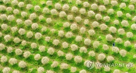 삼색버드나무 숲에서