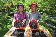 항노화 효능이 탁월한 오디 드셔보세요