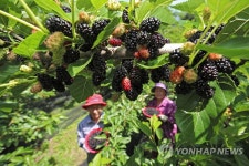 산청 지리산 오디 수확 한창