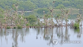 춘천 소양강에 둥지튼 민물가마우지