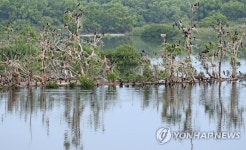 앙상한 춘천 소양강 버드나무