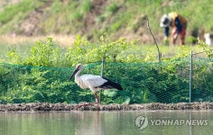 환경의 날, 농부 곁으로 다가온 황새