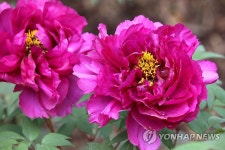 진분홍빛 모란 ‘자운전’