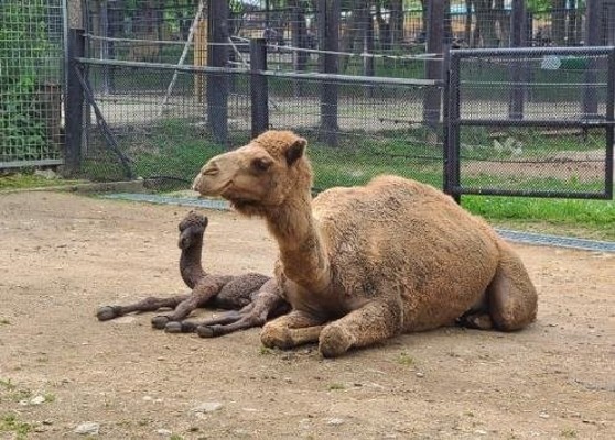 서울대공원에서 아기 낙타 '거봉' 탄생 | 포토뉴스