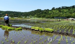 앗, 분화구에서 모내기를