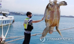 멸종위기 푸른바다거북, 선박에 부딪쳐 죽은 채 제주서 발견