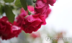 [카메라뉴스] 장미꽃 만발한 전북 임실군 옥정호 순환도로