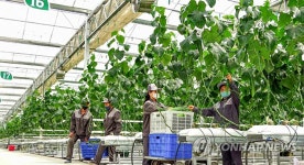 북한 중평남새온실농장서 수확 한창