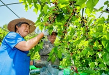 새콤달콤 태안서 오디 수확 한창