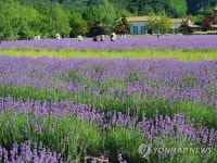 라벤더 보랏빛 유혹
