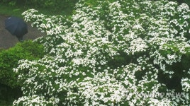 예쁘다, 꽃 피운 산딸나무