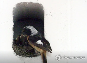 울산경찰청 지하 주차장에 둥지 튼 딱새 가족