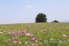 코스모스 활짝 핀 안성팜랜드
