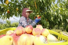 올해 첫 황도 복숭아 수확