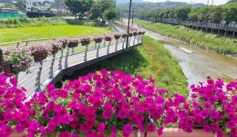 충남 금산 금산천 데크에 사피니아 꽃길 조성