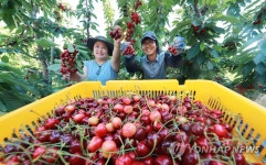 함양산 체리 수확 한창