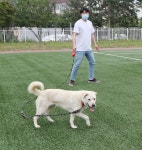 김정은 선물 풍산개 자손 햇님, 연평도서 외로운 나날
