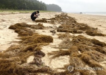 태안 해변에 밀려온 괭생이모자반