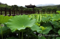여름비 내리는 장승배기생태공원