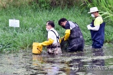 나주 지석천서 미국가재 퇴치 활동