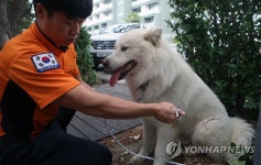 경포 해변에 홀로 남겨진 백구