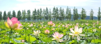 강릉 경포 저류지에 만개한 연꽃