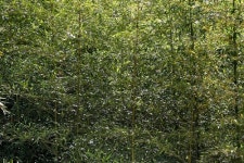 [여기 어때] 초록빛 가득, 담양