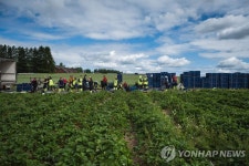 코로나19 여파에 핀란드 딸기농장으로 돌아온 현지 인력