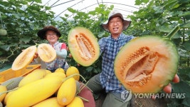 황제의 과일 하미과 첫 수확