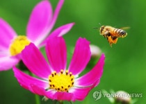 무더위에도 바쁜 꿀벌