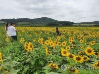 해바라기 꽃밭에서