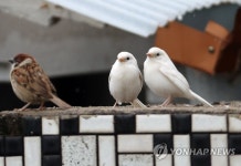 길조 흰참새 발견