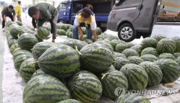 초복 앞두고 수박 출하