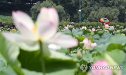 연꽃 어떻게 담을까?